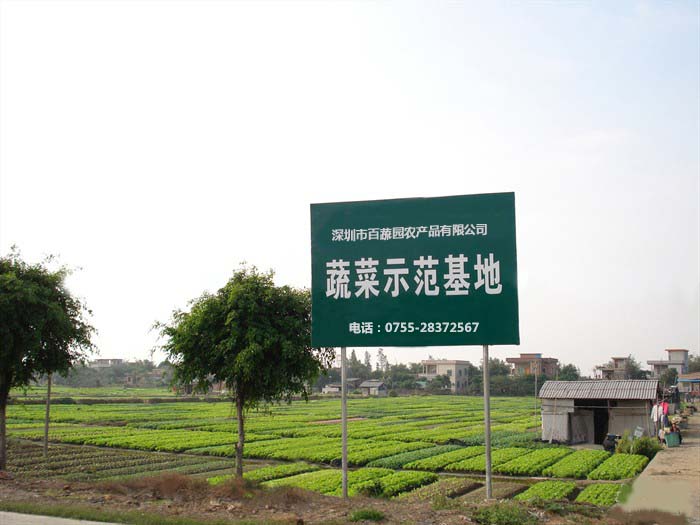 蔬菜示范基地